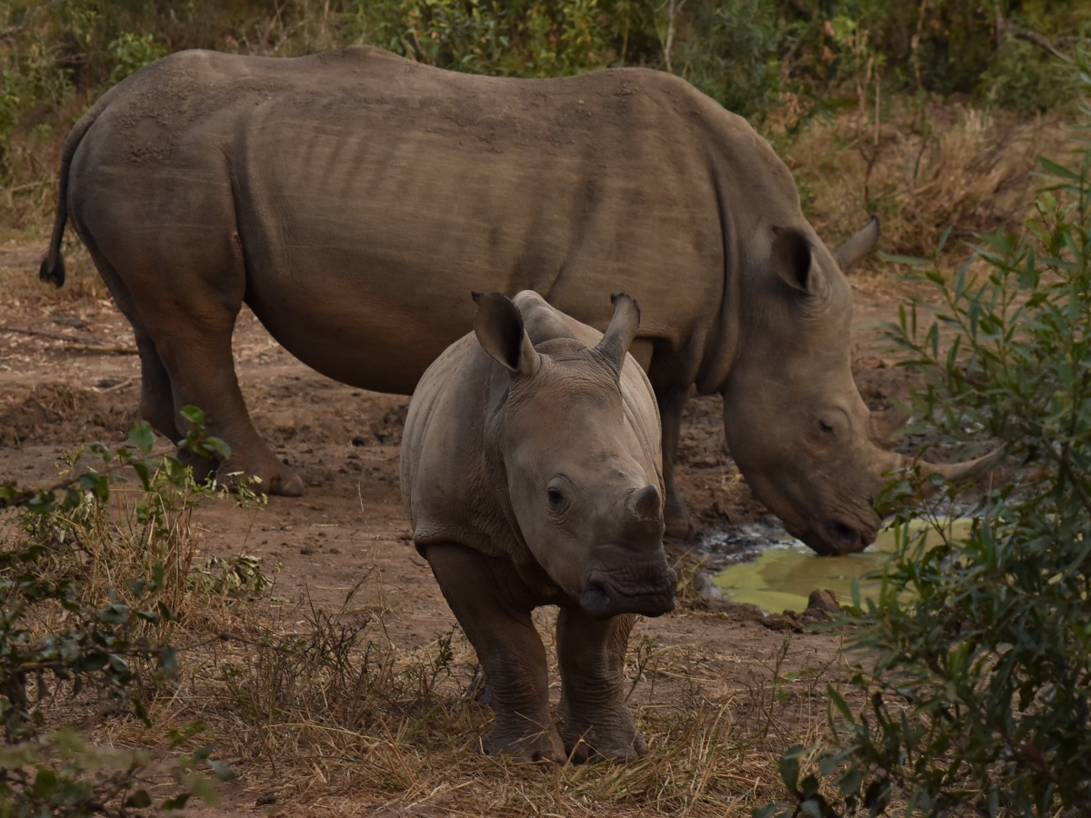 Courtship calls of the male southern white rhinoceros: Faculty of Science